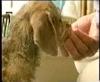 Henry's Handfeeding.mp4